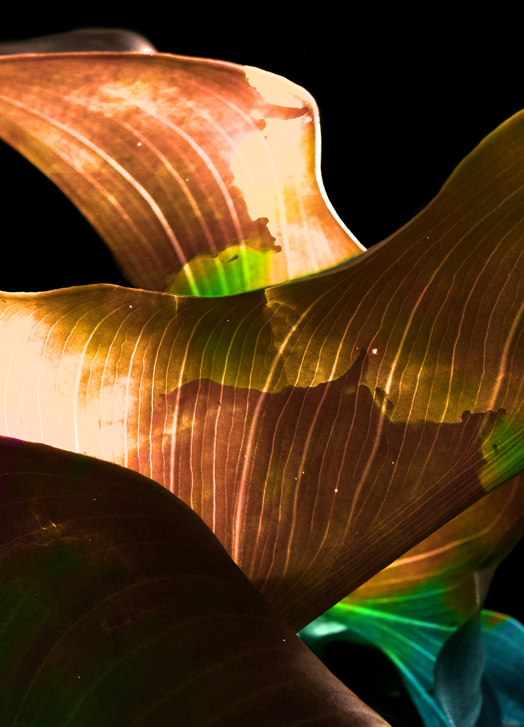 Space leaves